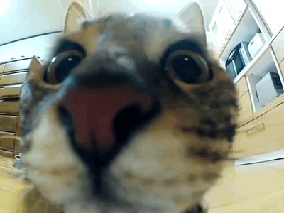 top-15-very-funny-cat-gifs-most-funniest.gif?w=604